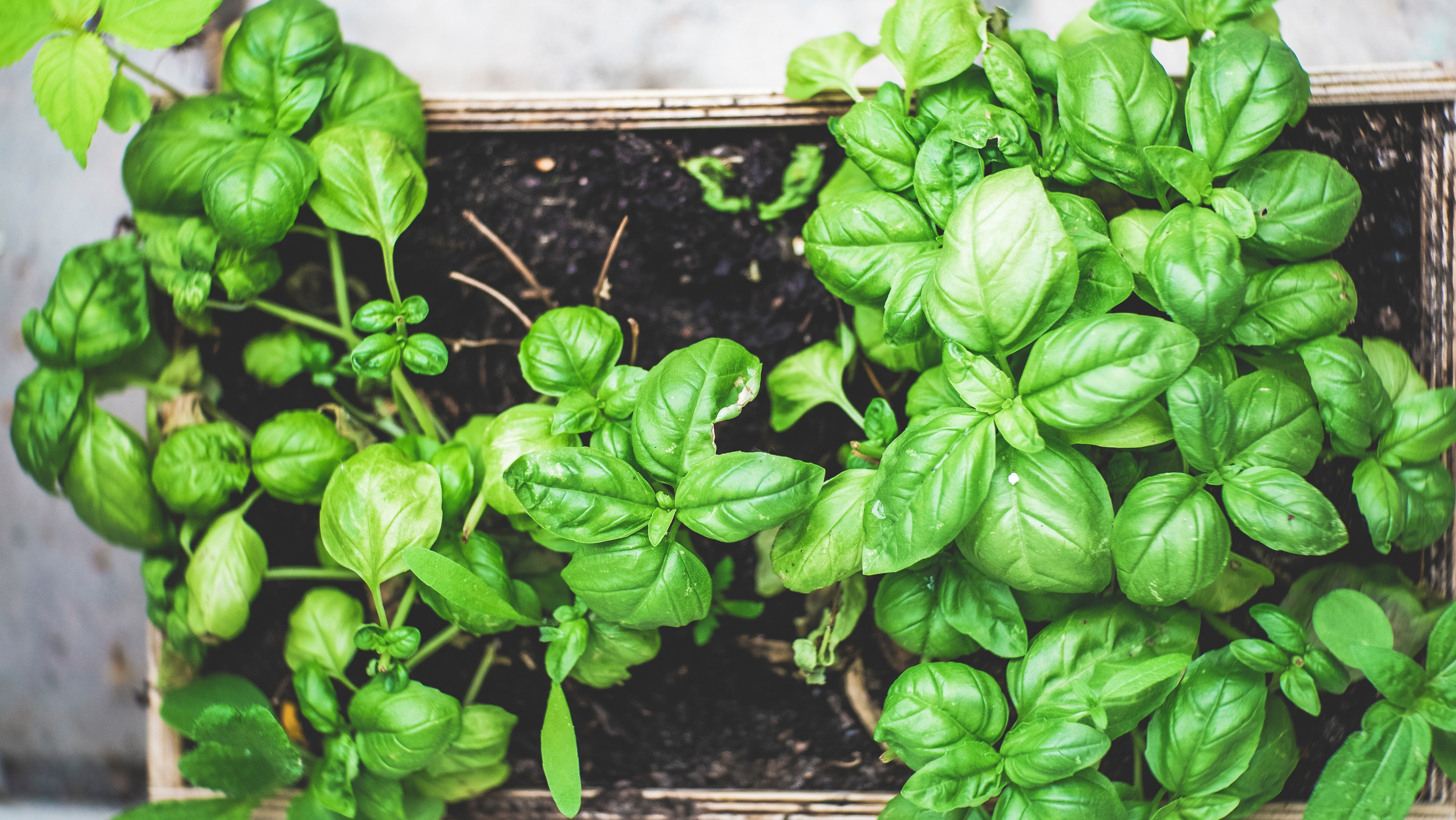 These are the easiest herbs to grow indoors