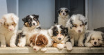 7 Modi Per Salvare La Tua Casa (e La Tua Auto) Dai Peli De Tuoi Animali!