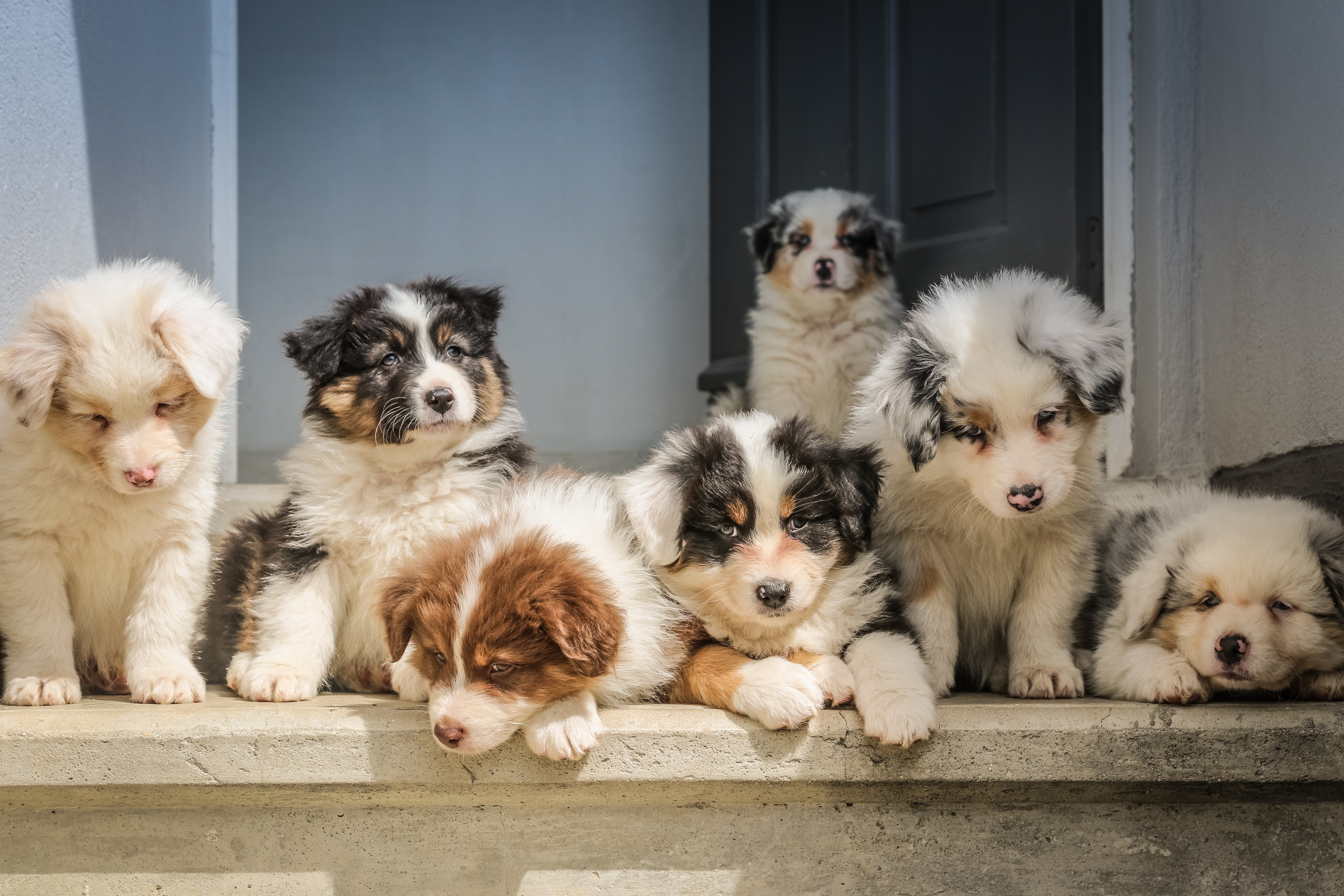 7 Modi Per Salvare La Tua Casa (e La Tua Auto) Dai Peli De Tuoi Animali!