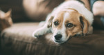 犬好きにフォローしてほしいインスタグラム12選