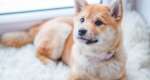 Dog-proofing 101: 10 tips to build the ultimate dog-friendly home