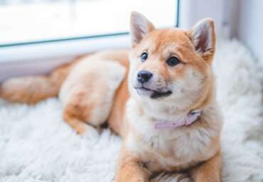 Dog-proofing 101: 10 tips to build the ultimate dog-friendly home