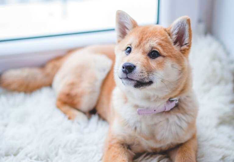 Dog-proofing 101: 10 tips to build the ultimate dog-friendly home