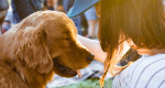 Got a problematic pet? Here’s where to get help