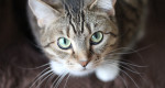 8 cat adoption stories that will make you smile