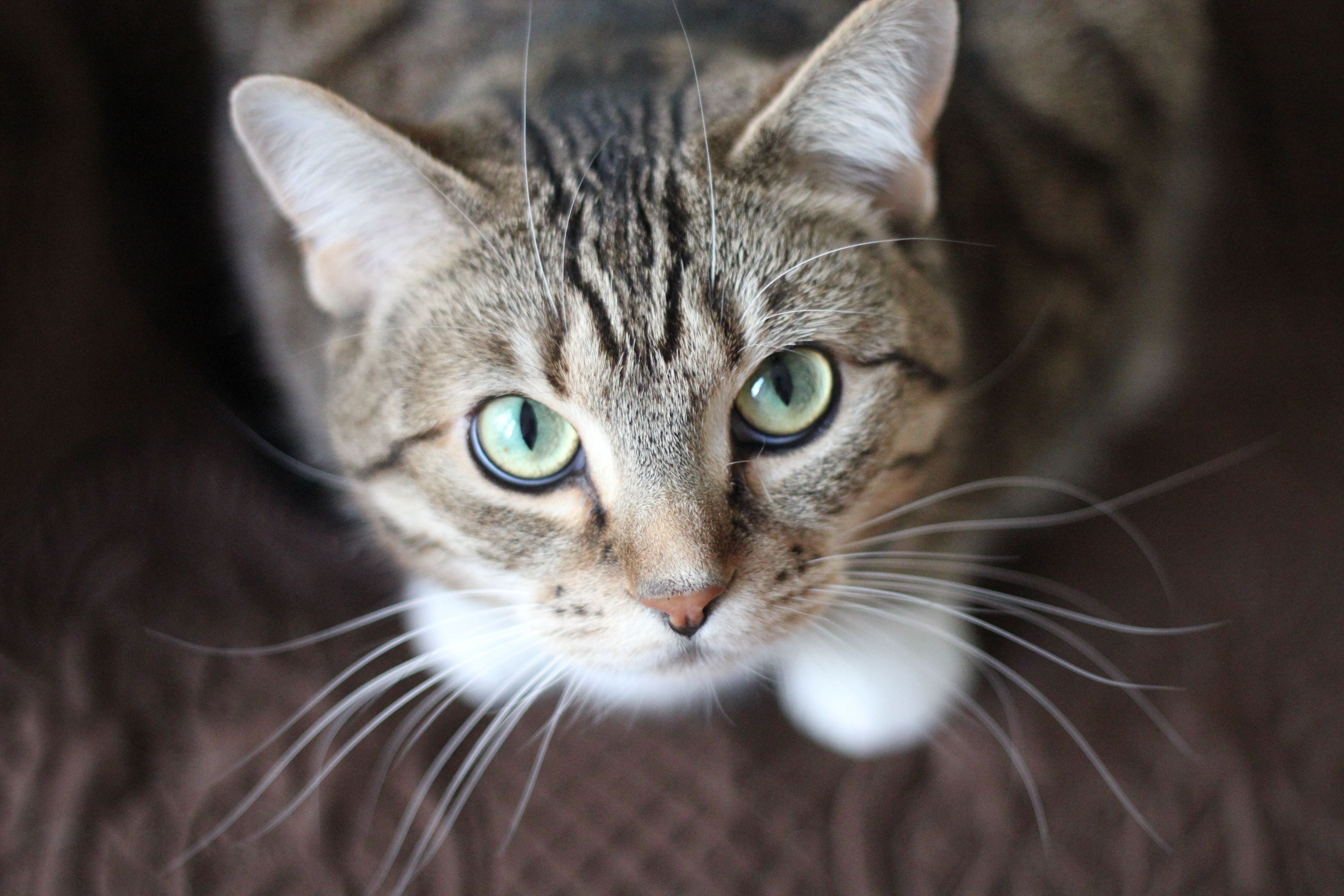 8 cat adoption stories that will make you smile
