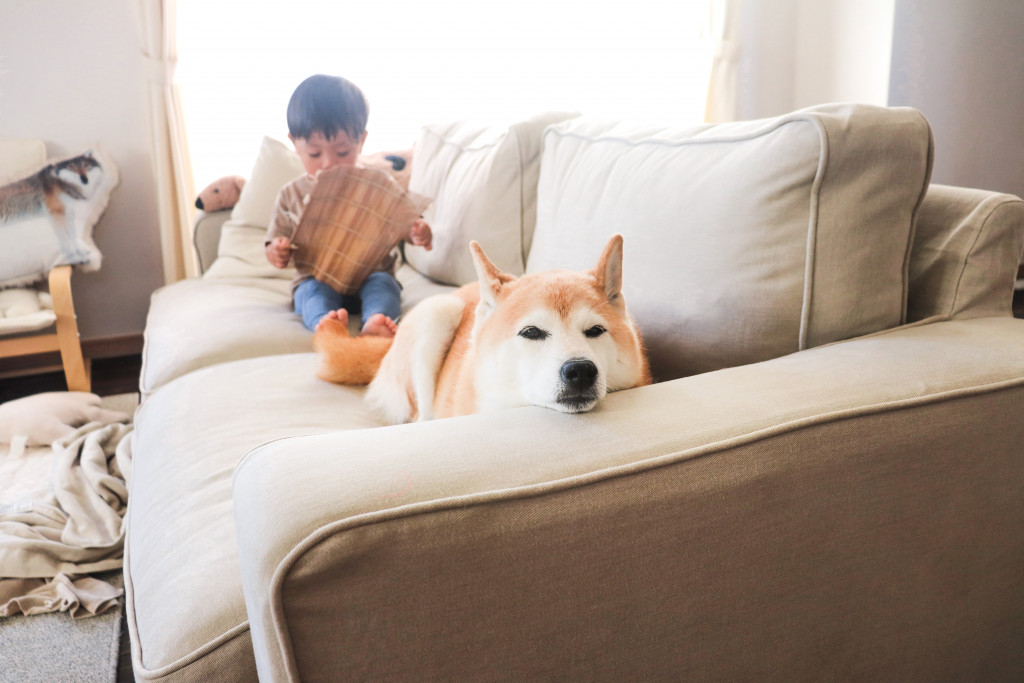 新しいソファカバーを取り付けた無印良品ワイドアームソファでくつろぐ犬。