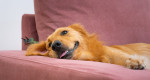 3 tried-and-tested tips for keeping your living room dog hair-free