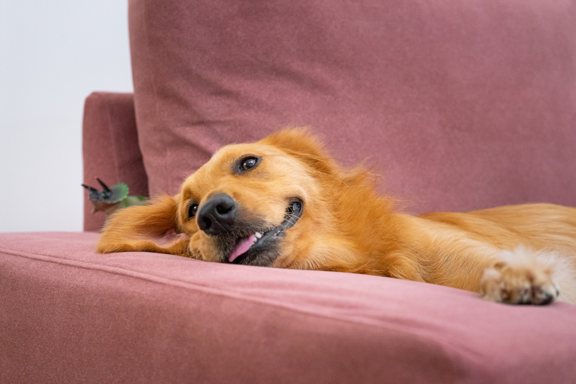3 tried-and-tested tips for keeping your living room dog hair-free