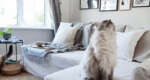 The ultimate guide to keeping your sofa covers looking brand new for as long as possible