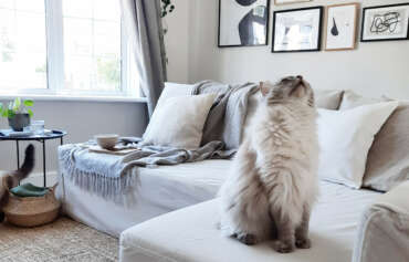 The ultimate guide to keeping your sofa covers looking brand new for as long as possible