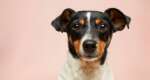 10 ways to make living in an apartment with your dog easier