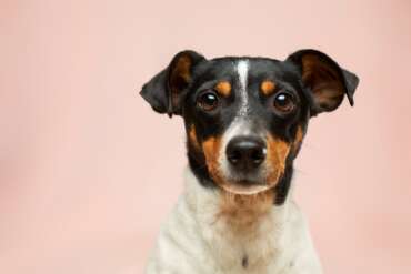 10 ways to make living in an apartment with your dog easier