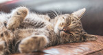 You need a nap right now. Here’s how to get it