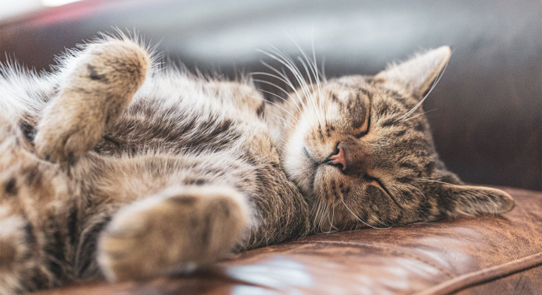 You need a nap right now. Here’s how to get it