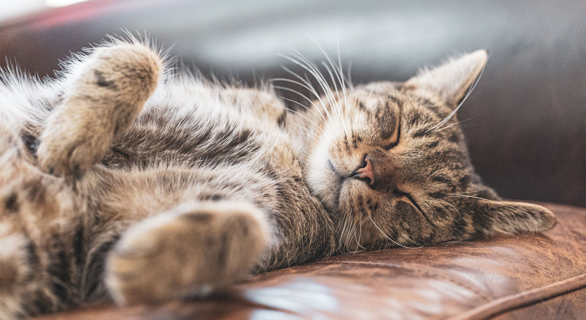 You need a nap right now. Here’s how to get it