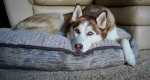 Can you really keep a big dog in a small apartment?