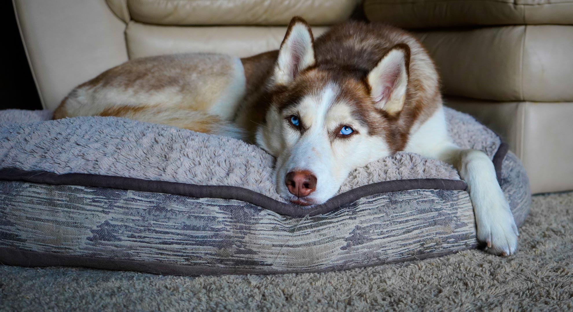 Can you really keep a big dog in a small apartment?