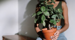 How to be a more sustainable plant parent