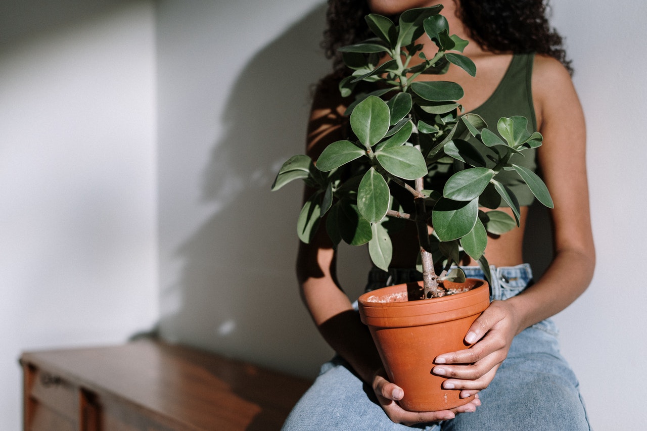 How to be a more sustainable plant parent