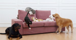 The best couch material for cats, dogs and everything in between