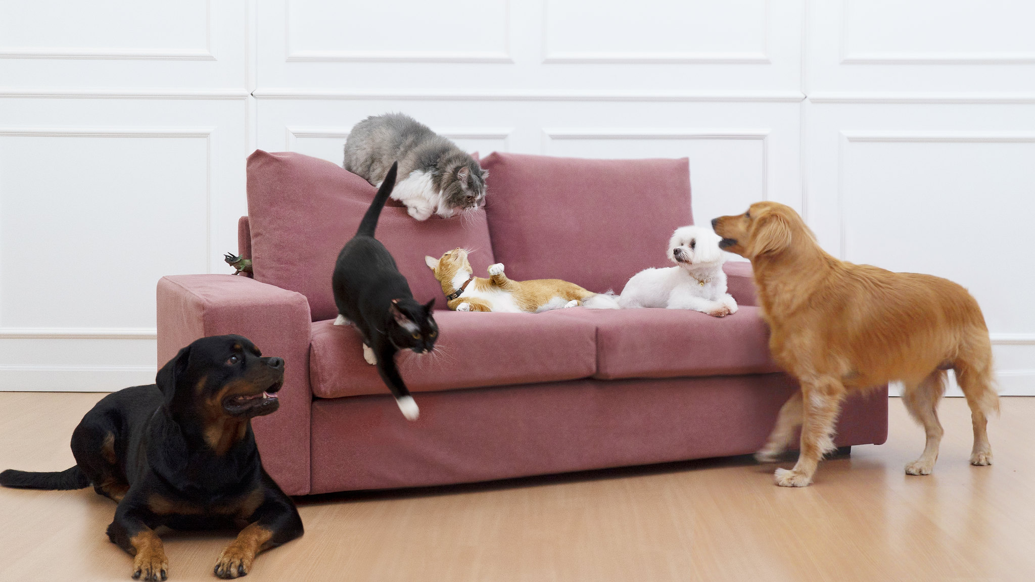 The best couch material for cats, dogs and everything in between