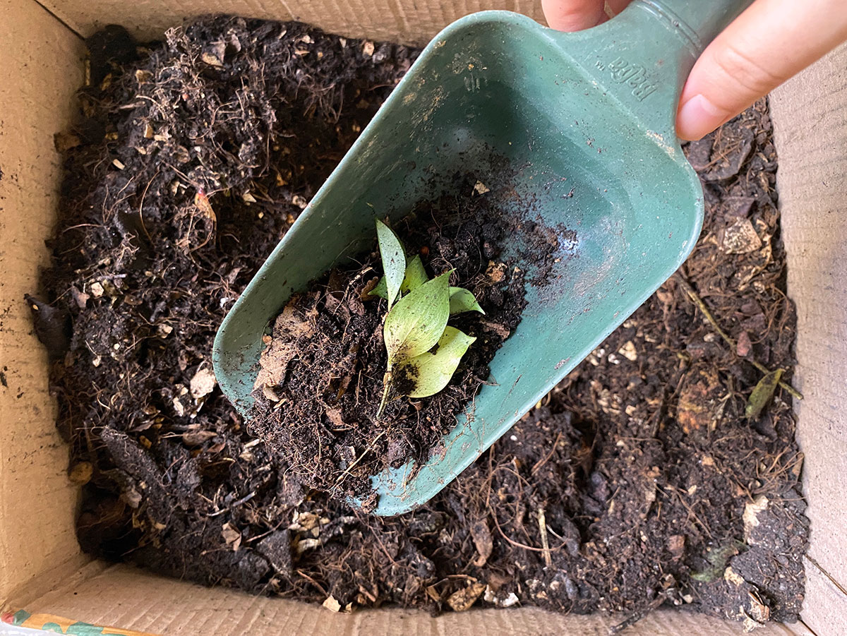 How I started composting in my apartment