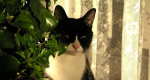 8 great pet-friendly plants