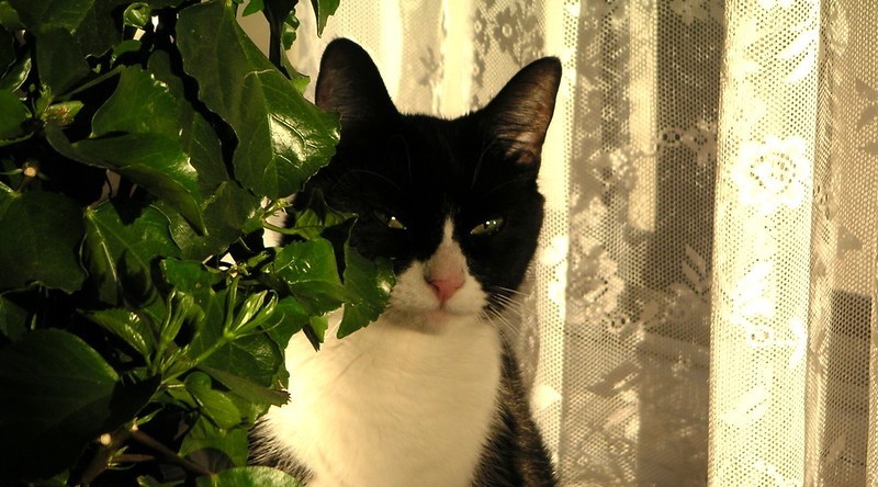 8 great pet-friendly plants