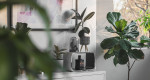 Easy plants to care for if you’re always travelling