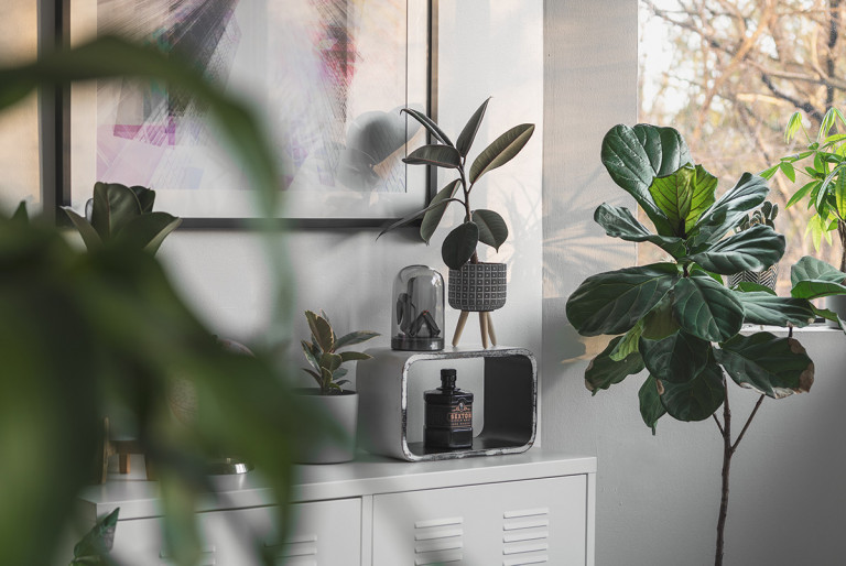 Easy plants to care for if you’re always travelling