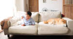 How to grow a sofa with your family