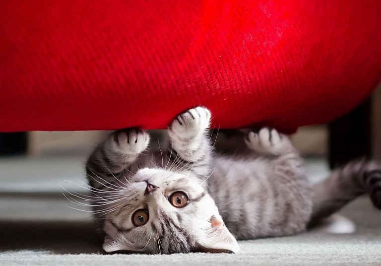 Las 7 mejores maneras de proteger tu sofá contra los gatos