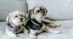 From funky to fresh: How to get that dog smell out of your couch in 7 steps