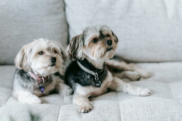 From funky to fresh: How to get that dog smell out of your couch in 7 steps