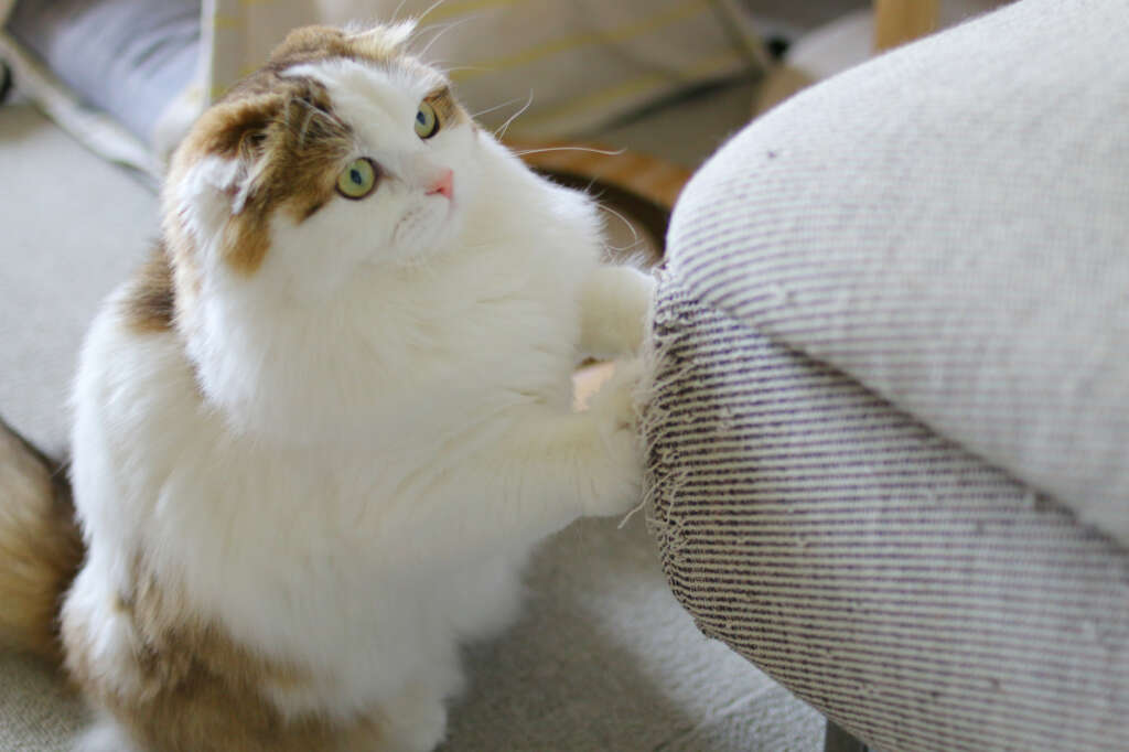 ソファの猫対策完全版!猫の爪とぎを防止して大切なソファをずっと快適に