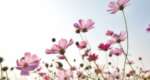 Refresh your home with simple spring decor